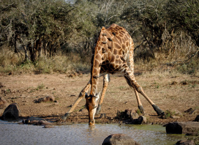 Giraffe with ox peckers