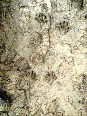 TAYRA TRACKS.JPG