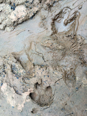 CAPYBARA TRACKS.JPG