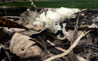 FUNGI 3 .JPG