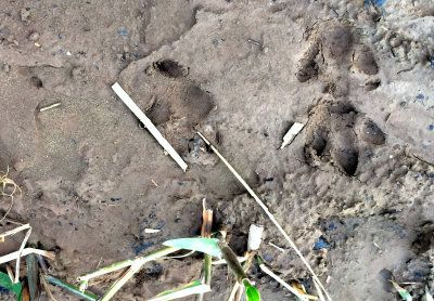 CAPYBARA TRACK 2.JPG