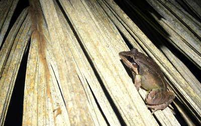 WHITE-LIPPED FROG.JPG