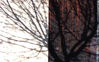 A wonderful light today.jpg