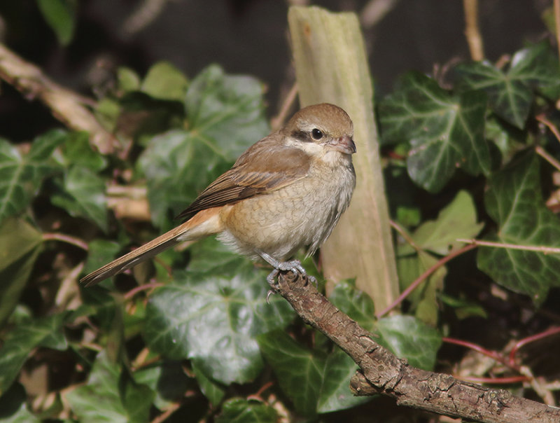 Brown Shrike