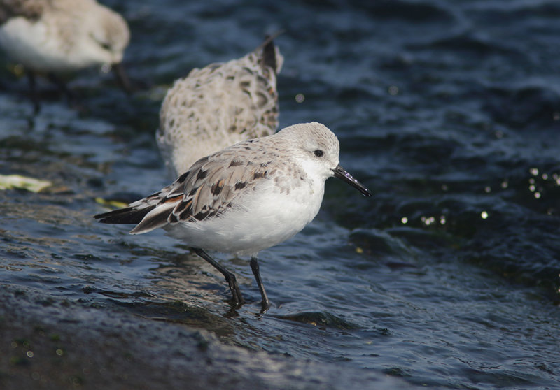 Sanderling