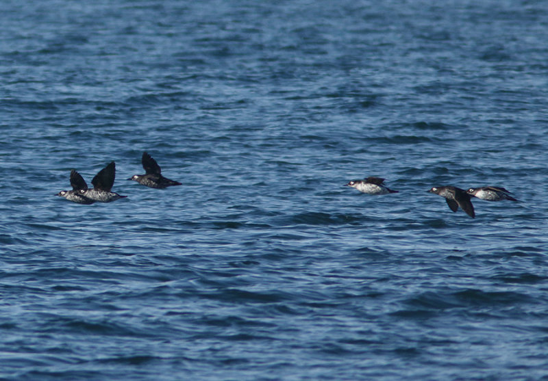 Spectacled Guillemot