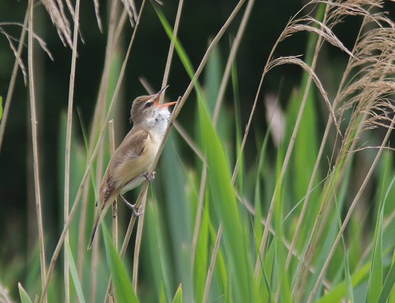 Great Reed Warbler