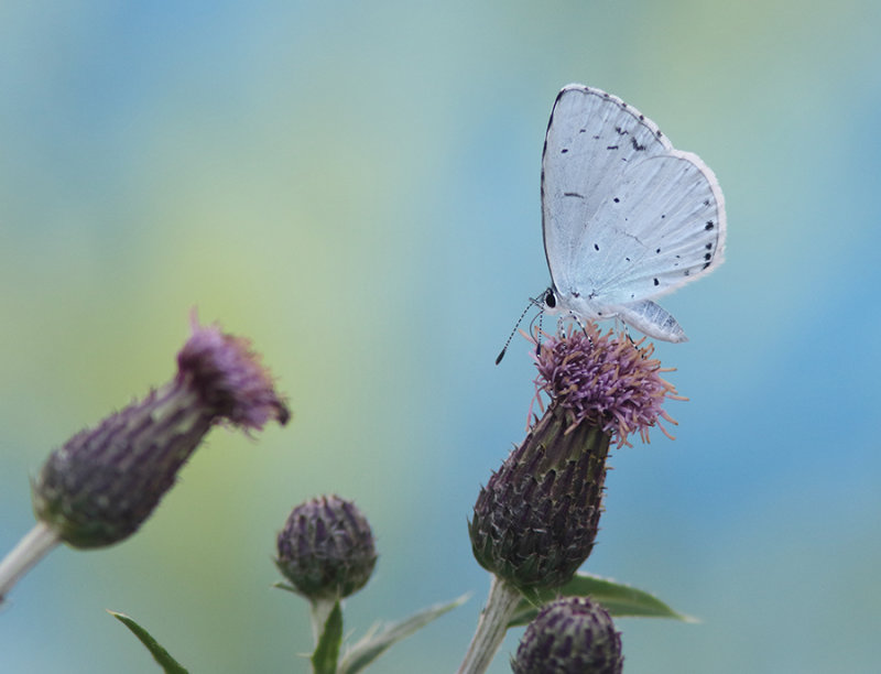 Holly Blue