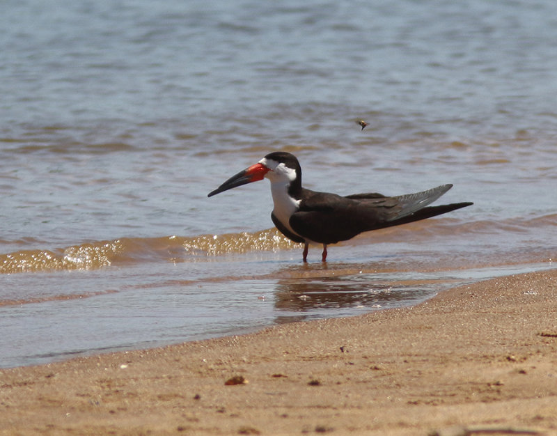 Black Skimmer