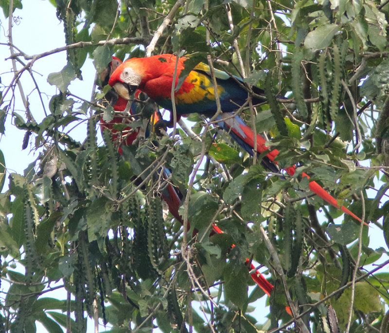 Scarlet Macaw