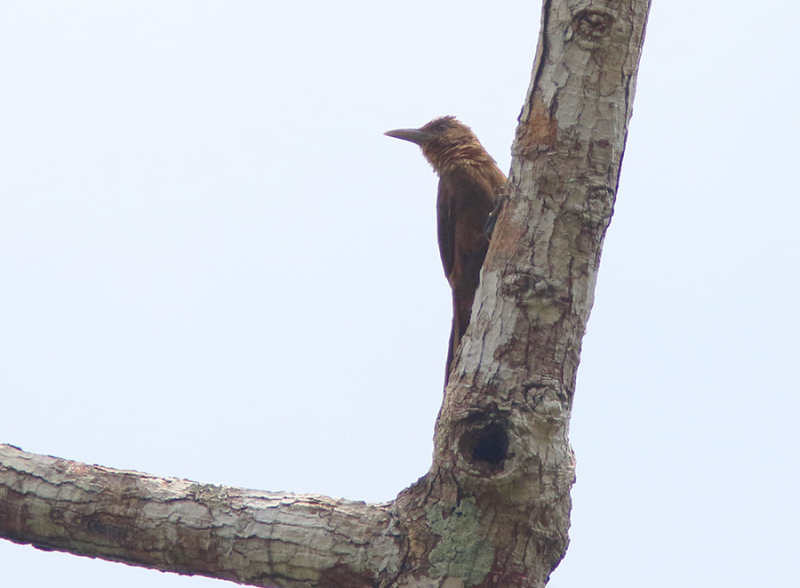 Cinnamon-throated Woodcreeper