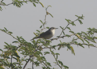 Eastern Orphean Warbler