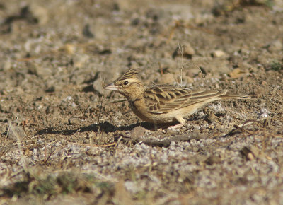 Sykes's Lark