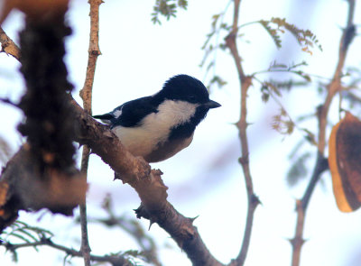 White-naped Tit