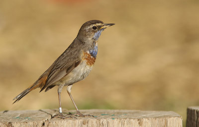 Bluethroat