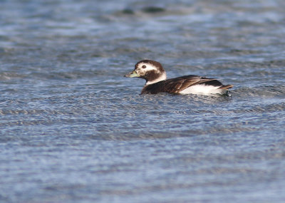 Long-tailed Duck