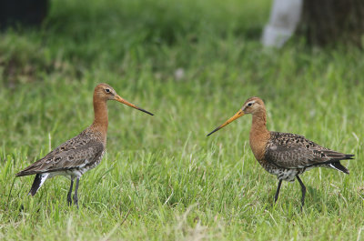 Black-tailed Godwit