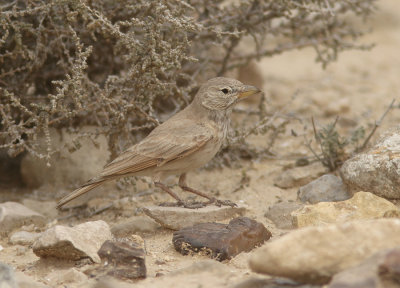 Desert Lark