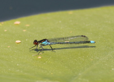 Red-eyed Damselfly