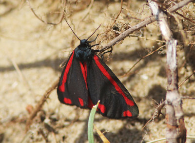 Cinnabar moth