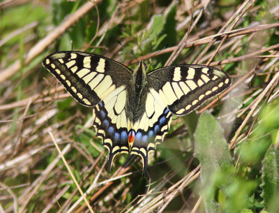 Swallowtail