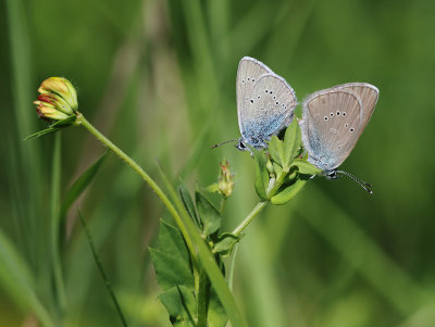 Mazarine Blue