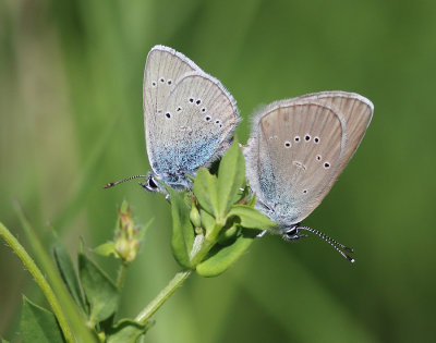 Mazarine Blue