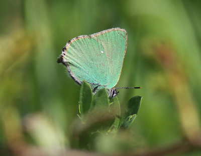 Green Hairstreak