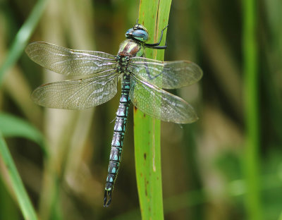 Hairy Dragonfly