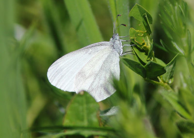 Wood White