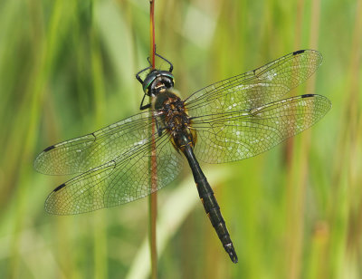 Yellow-spotted Emerald