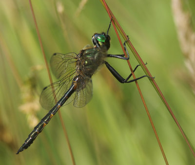 Yellow-spotted Emerald