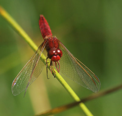 Scarlet Dragonfly