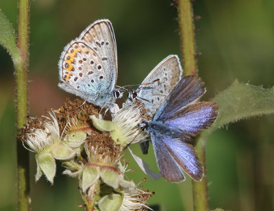 Silver-studded Blue