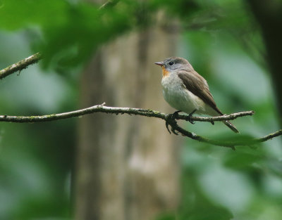 Red-breasted Flycatcher