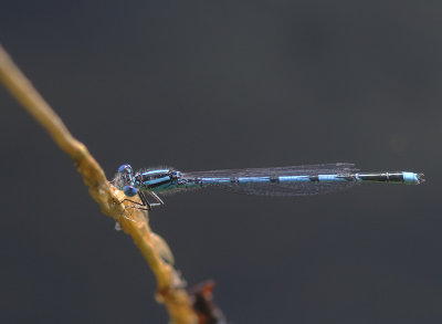 Goblet-marked Damselfly