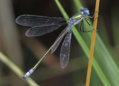 Scarce Emerald Damselfly