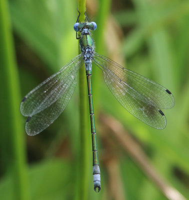 Scarce Emerald Damselfly