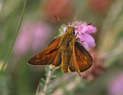 Large Skipper