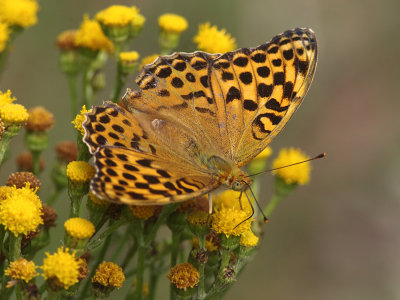 Silver-washed Fritillary