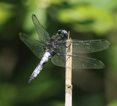 Scarce Chaser