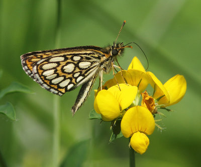 Large Chequered Skipper