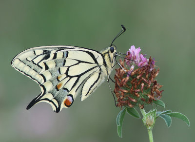 Swallowtail