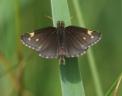 Large Chequered Skipper