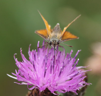 Small Skipper