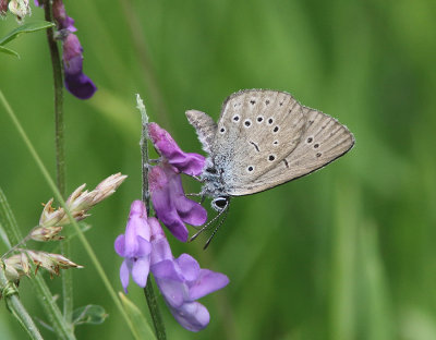 Scarce Large Blue