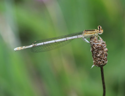 White-legged Damselfly