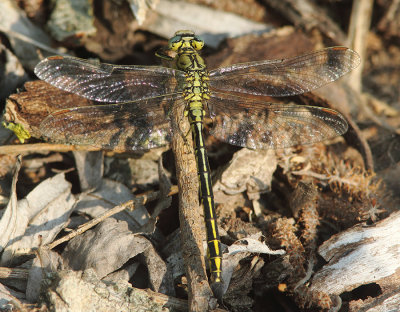 Western Clubtail