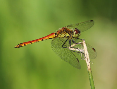 Spotted Darter