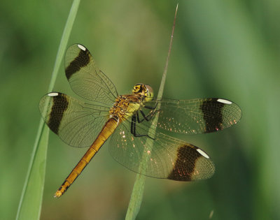 Banded Darter